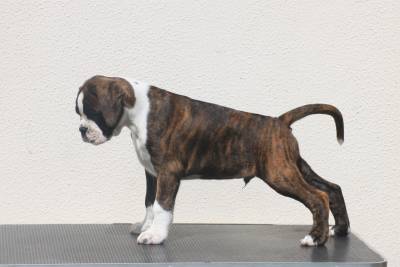Cachorros Boxer ninhada disponvel
