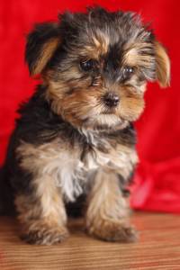 Magnificos Yorkshire terrier