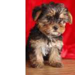 Magnificos Yorkshire terrier