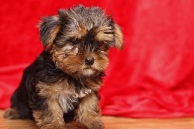 Magnificos Yorkshire terrier