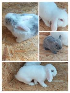 Coelhos Beliers belssimos