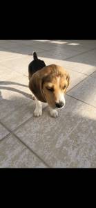Vendo cachorro beagle