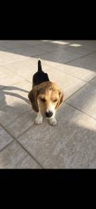 Vendo cachorro beagle