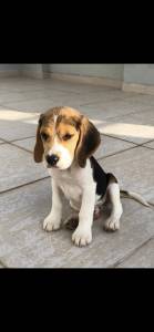 Vendo cachorro beagle