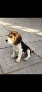 Vendo cachorro beagle