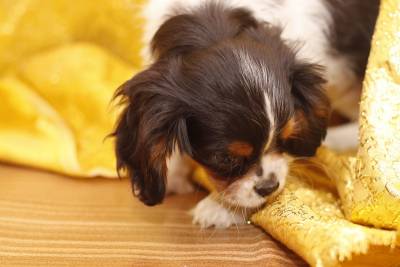 Cavalier rei charles