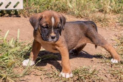 cachorro boxer