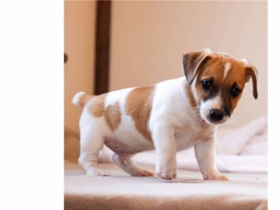 Jack Russel Terrier cachorro adorável