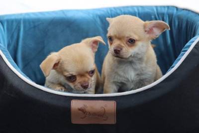 Chihuahuas de pelo curto com LOP