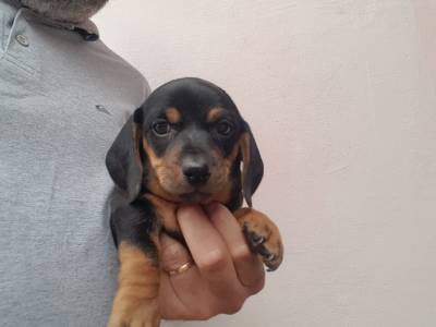 Basset Teckel Lindos Filhotes