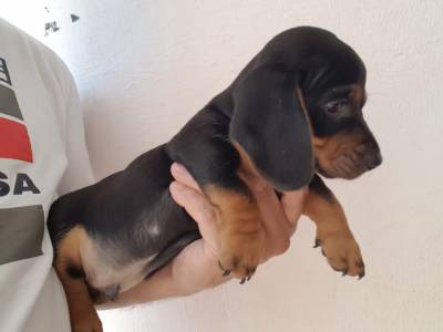 Basset Teckel Lindos Filhotes