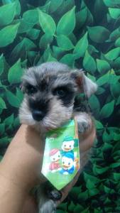 Schnauzer Lindos Filhotes Disponiveis