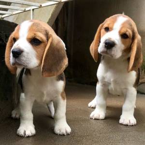 Beagle cachorros acessível