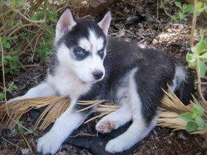 Adorvel Huskies Siberianos cachorros cara e mulher