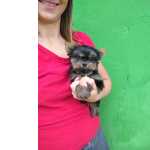 Yorkshire Terrier f�mea baby face mini