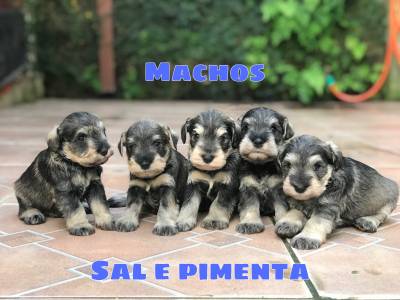 Filhotes de schnauzer miniatura