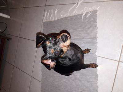 Procuro Pinscher mini Macho