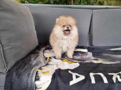 Spitz Alemo menina