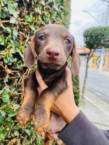 FILHOTE DE BASSET TECKEL MACHO CHOCOLATE