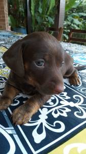 FILHOTE DE BASSET TECKEL MACHO CHOCOLATE