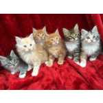 Encantador Gatinhos Maine Coon