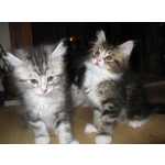 Maine Coon Gatinhos acess�vel pronto