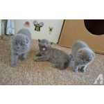 Bonitinho Gatinhos Scottish Fold