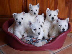 Linda West Highland Terrier cachorros