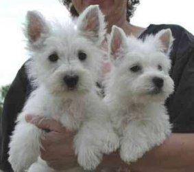 West Highland Terrier cachorros