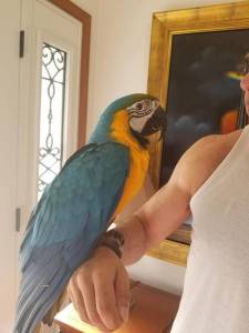 Vendo papagaios de arara azul e dourado desparasitada