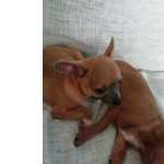 Chihuahua macho pequeno