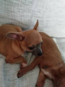 Chihuahua macho pequeno