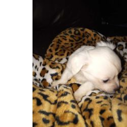 Chihuahua f�mea pequena