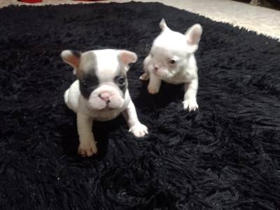 Bulldog franc�s