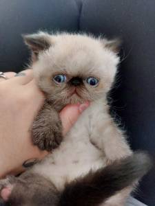 Gatito Himalayo Persa Exotico