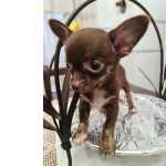 Chihuahua Fêmea miniatura chocolate