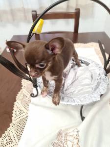 Chihuahua Fêmea miniatura chocolate