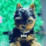YORKSHIRE  TERRIER MICRO