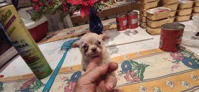 Chihuahua híper miniatura de pelo llongo criado em ambiente familiar disponível para entrega
