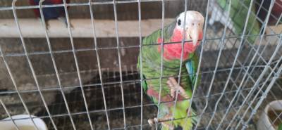 papagaio cubano amazona leucocephala femea disponível para entrega imediata possibilidade de entreg