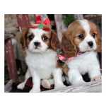 Cavalier King Charles Spaniel
