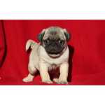 Lindo Pug cachorros AMANTES