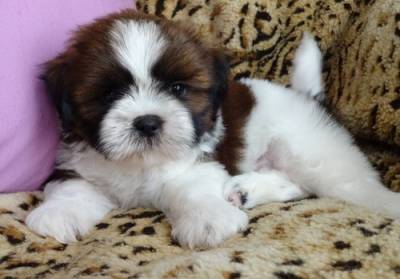 Ultimos Shih Tzu Miniatura LOP E Afixo