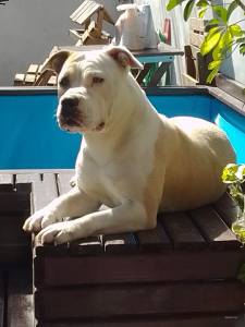 American staffordshire aceito troca