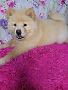 Chow chow