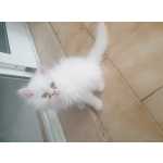 Gatinho persa branco