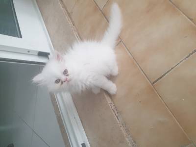 Gatinho persa branco