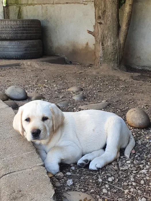 Labrador com lop