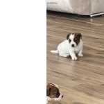 Jack Russell Terrier