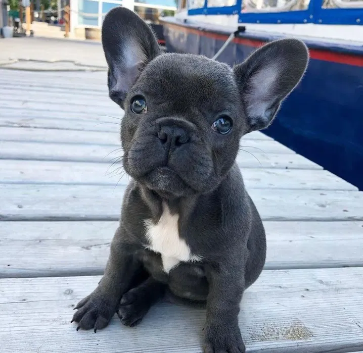 Bulldog francês Blue